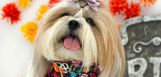 Disfraces para mascotas: Divertidas ideas para disfrazar a tu perro en Halloween
